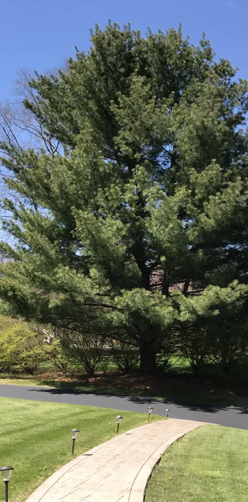 Image, Content, Text Columns 1